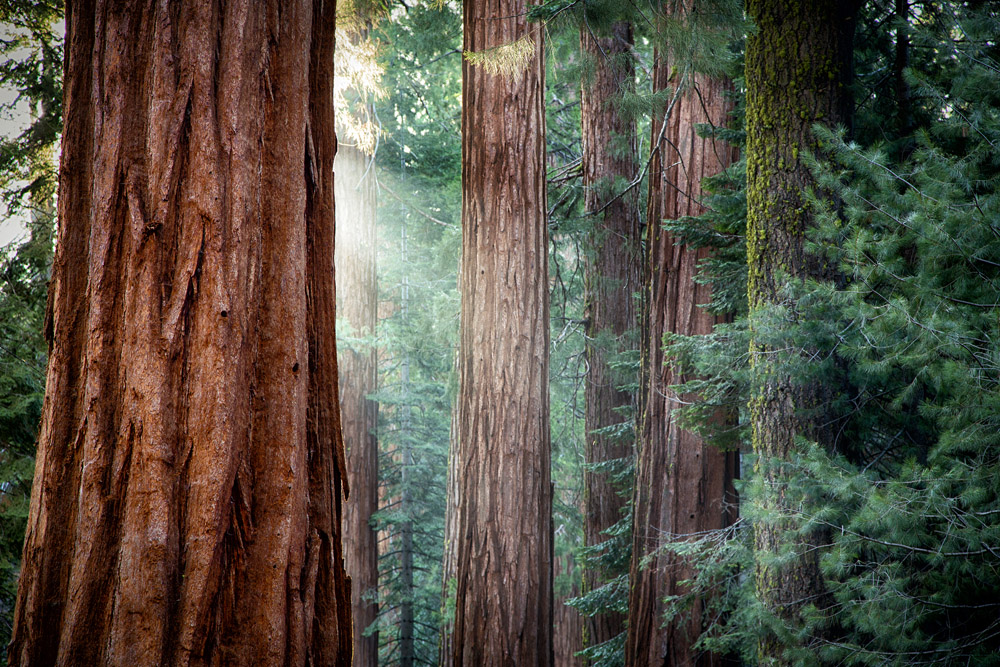 California redwoods